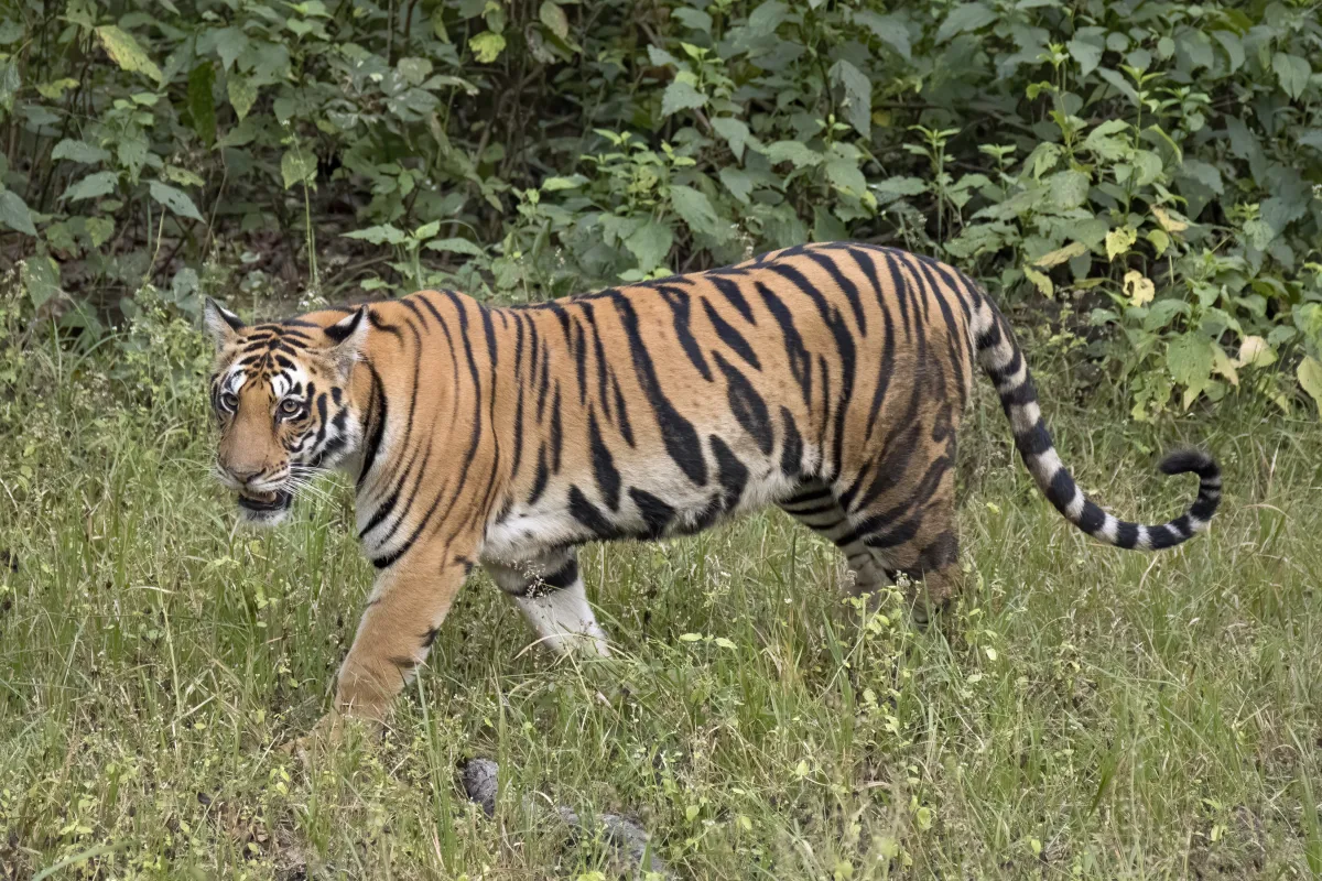 RTP delta · April week 4 · Fortune Tiger (PG Soft) and Boxing King (Jili) — both regress within ±0.4% of provider-stated